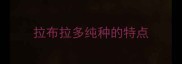 拉布拉多纯种的特点
