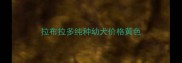拉布拉多纯种幼犬价格黄色