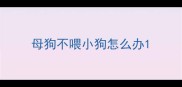 母狗不喂小狗怎么办
