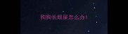 狗狗长眼屎怎么办