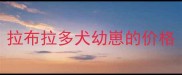 拉布拉多犬幼崽的价格