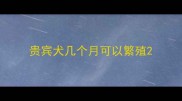 贵宾犬几个月可以繁殖