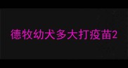 德牧幼犬多大打疫苗