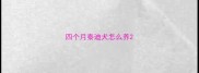 四个月泰迪犬怎么养