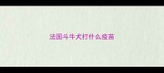 法国斗牛犬打什么疫苗