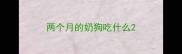 两个月的奶狗吃什么