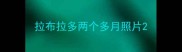 拉布拉多两个多月照片