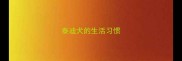 泰迪犬的生活习惯