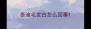 泰迪毛发白怎么回事