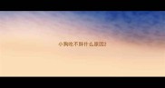 小狗吃不胖什么原因