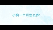 小狗一个月怎么养