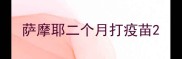 萨摩耶二个月打疫苗