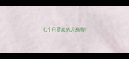 七个月罗威纳犬身高