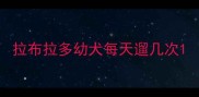 拉布拉多幼犬每天遛几次