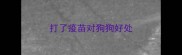 打了疫苗对狗狗好处