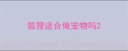 狐狸适合做宠物吗