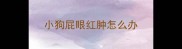 小狗屁眼红肿怎么办