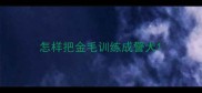 怎样把金毛训练成警犬