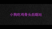 小狗吃鸡骨头后呕吐