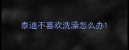 泰迪不喜欢洗澡怎么办