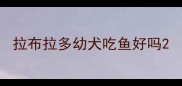 拉布拉多幼犬吃鱼好吗