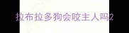 拉布拉多狗会咬主人吗