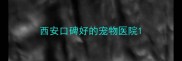 西安口碑好的宠物医院