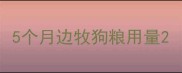 5个月边牧狗粮用量