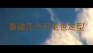 泰迪几个月毛色定型