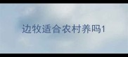 边牧适合农村养吗