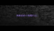 刚断奶的小狗喝什么