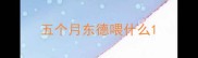 五个月东德喂什么