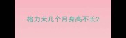 格力犬几个月身高不长