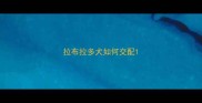 拉布拉多犬如何交配