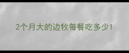 2个月大的边牧每餐吃多少
