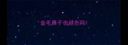 金毛鼻子也褪色吗
