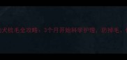 金毛幼犬梳毛全攻略3个月开始科学护理防掉毛促健康