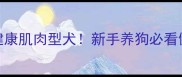 8周打造健康肌肉型犬新手养狗必看健身指南