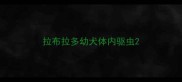 拉布拉多幼犬体内驱虫