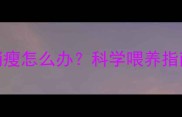 3个月拉布拉多消瘦怎么办科学喂养指南与疾病预防全