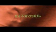 金毛不消化吃酸奶