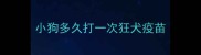 小狗多久打一次狂犬疫苗