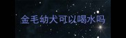 金毛幼犬可以喝水吗