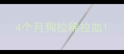 4个月狗拉稀拉血