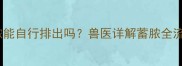 母犬子宫蓄脓能自行排出吗兽医详解蓄脓全流程处理指南