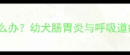 哈士奇呕吐流鼻涕怎么办幼犬肠胃炎与呼吸道疾病的紧急处理指南