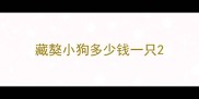 藏獒小狗多少钱一只