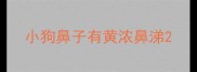 小狗鼻子有黄浓鼻涕