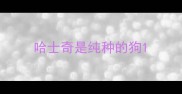 哈士奇是纯种的狗