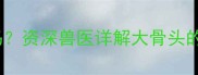 哈士奇可以吃大骨头吗资深兽医详解大骨头的利弊与科学喂养指南